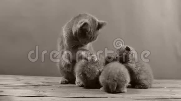 英国小猫和妈妈饭后打扫卫生视频的预览图