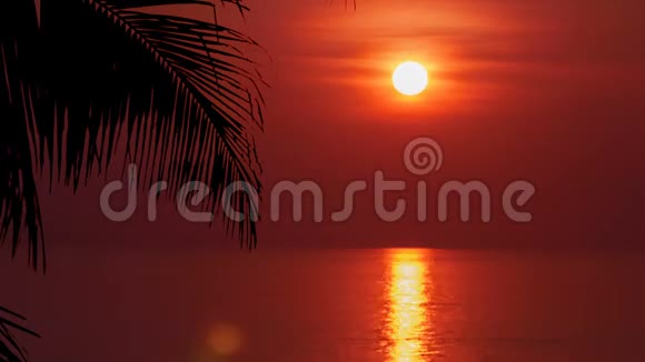 棕榈叶带着美丽的夕阳时光流逝太阳特写视频的预览图