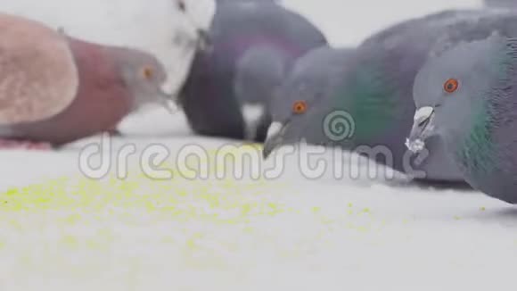 鸽子在雪中啄食谷物在晴朗的冬日一群鸽子在雪地里啄谷粒视频的预览图