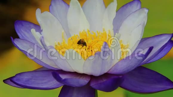 白色睡莲里的蜜蜂视频的预览图