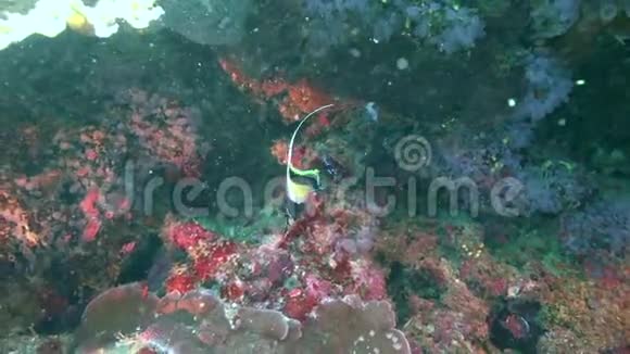 在祖鲁海阿波岛珊瑚中的摩尔人偶像赞克勒斯柯努图斯视频的预览图