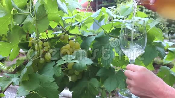 背景为葡萄园的白葡萄酒杯视频的预览图