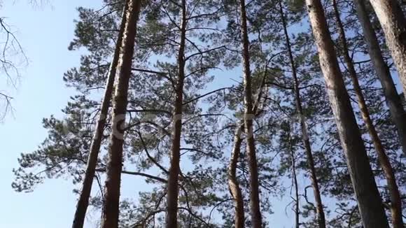 风上的松树视频的预览图