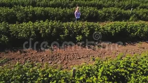 年轻女子在田间检查草莓的生长情况视频的预览图