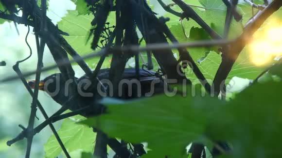 鸟坐在藤蔓上嘴里叼着浆果是小鸡的食物视频的预览图