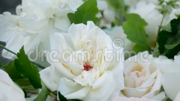 粉白牡丹玫瑰视频的预览图