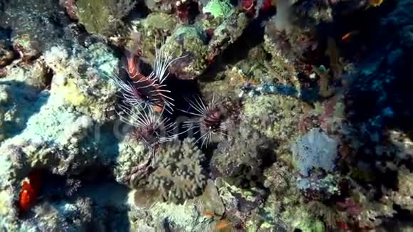 苏丹红海珊瑚中的大鱼蕨类植物视频的预览图