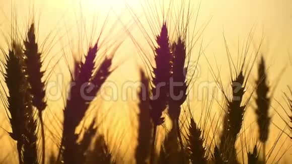 在日落背景下在田野中的小麦剪影特写栽培和收获视频的预览图