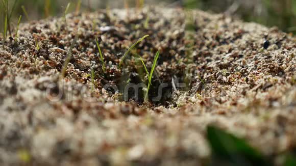 蚂蚁昆虫在大自然中的作用地球运动视频的预览图