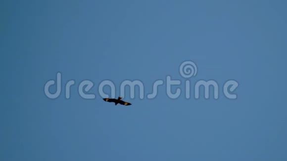 鹰飞过雪山慢镜头视频的预览图