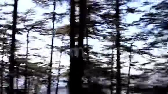 喜马拉雅山脉和山坡上的银杉视频的预览图