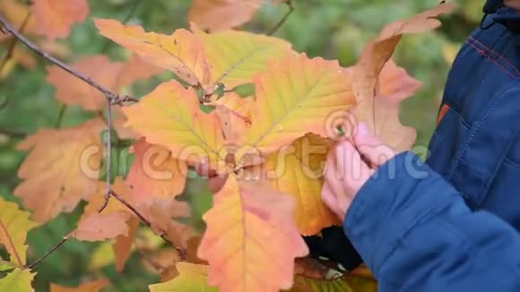 秋天公园的男孩正在考虑研究黄红色的叶子在新鲜的空气中散步秋天的风景一个美丽的视频的预览图