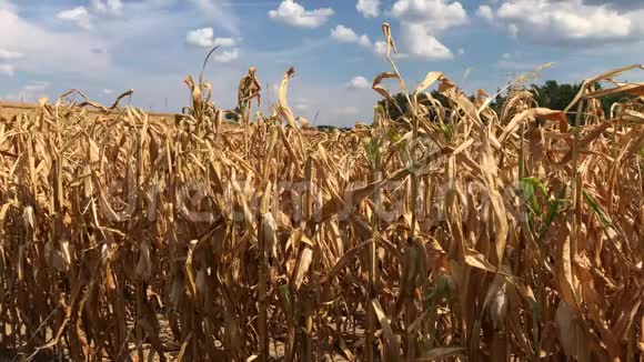 在多云的蓝天下干燥的玉米地视频的预览图