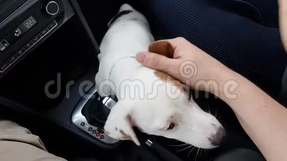 快乐的狗坐在司机旁边的车里视频的预览图