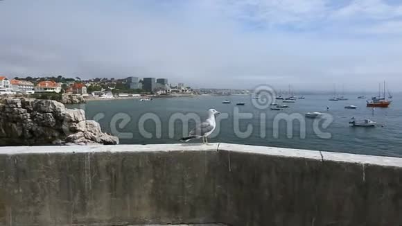 海鸥坐在码头护墙上飞过港口飞向对面的悬崖视频的预览图