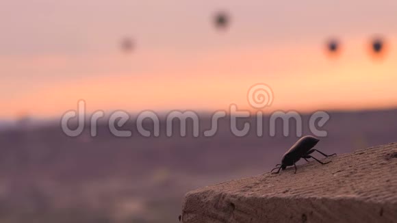 黎明射击来自部落科的黑色甲壳虫正在移动它的天线与飞行气球的背景视频的预览图