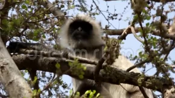 兰古尔猴子以树枝上一棵树的果实为食视频的预览图