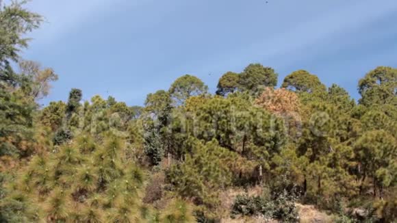 喜玛拉雅松占优势的针叶林视频的预览图