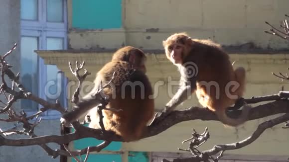 两只小猕猴躺在树枝上视频的预览图