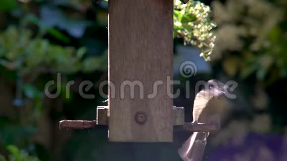 夏天从英国花园的一个喂鸟者那里吃种子向日葵的心视频的预览图