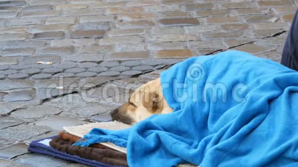 无家可归的人的白色狗盖着蓝色的毯子躺在街上一只流浪狗披着面纱视频的预览图