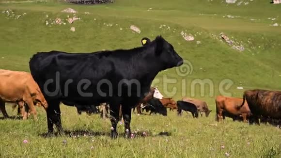 黑色和棕色的奶牛在一个夏天阳光明媚的日子里在一个高寒的绿色悬崖上在一个蓝色的晴朗的天空觅食的概念视频的预览图