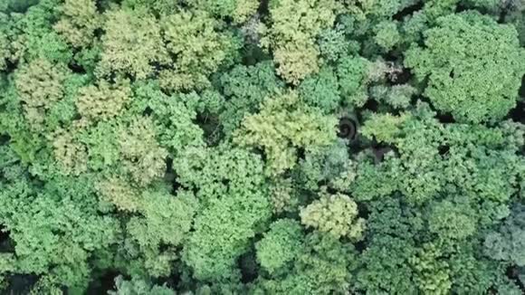 绿色夏日森林空中无人机观景地球日和环境保护视频的预览图