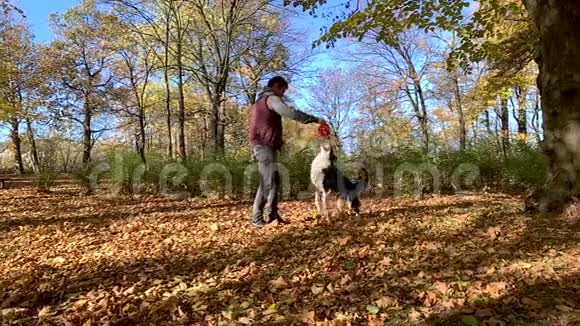 公园里有狗的人视频的预览图