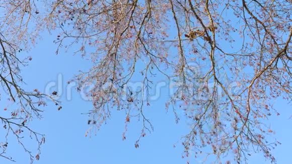 春天的开始在蓝天上裸露的树枝视频的预览图