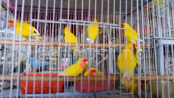 黄色爱情鸟在笼子里卡塔尔多哈视频的预览图