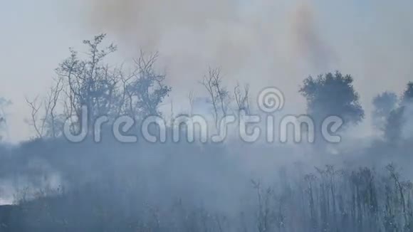 森林大火后冒烟视频的预览图