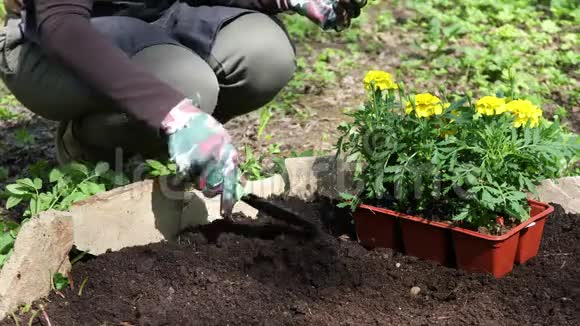 女人挖土放万寿菊花视频的预览图