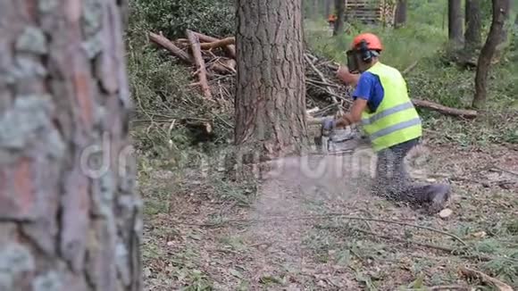 一个人正在森林里砍树树倒在地上视频的预览图