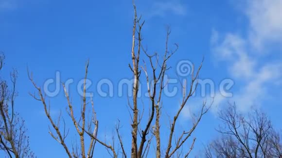 一棵树的干枝随风在蓝天上摇摆视频的预览图