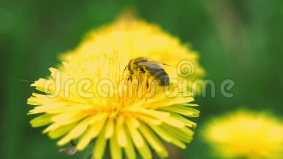 蜜蜂从蒲公英中收集花粉视频的预览图