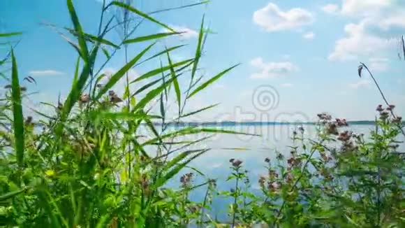 夏天的湖有草药有滑块视频的预览图