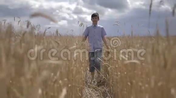 男孩走过麦田金色的田野在户外视频的预览图