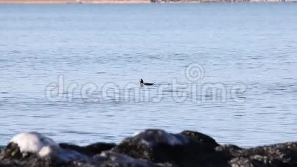 哈立金鸭Harlequin在海面上游泳自然栖息地的野鸭视频的预览图