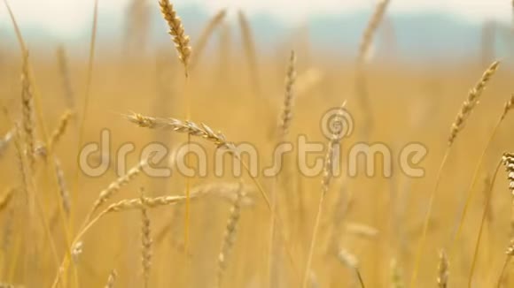 日落时麦田里的黄大麦植物视频的预览图