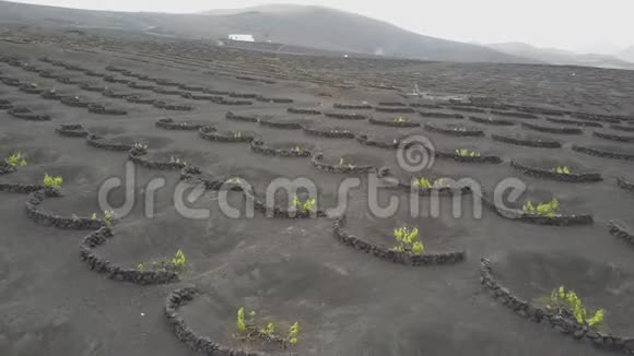 兰萨罗特黑火山土壤上的葡萄园在拉吉利亚葡萄酒种植的空中风景视频的预览图