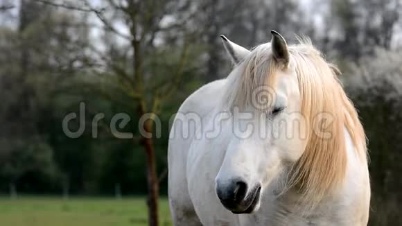 一匹白马在风中视频的预览图