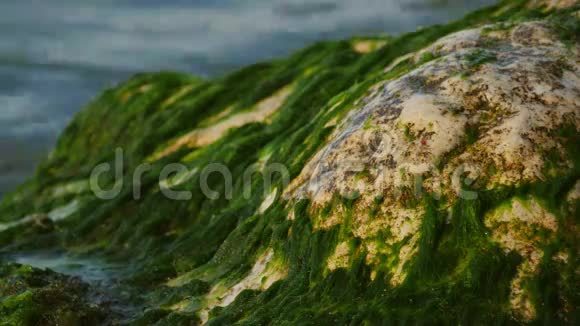海涛和石头上的藻类视频的预览图