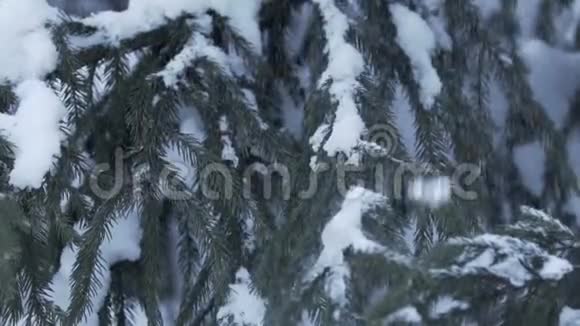 雪落在杉树枝上慢动作视频的预览图