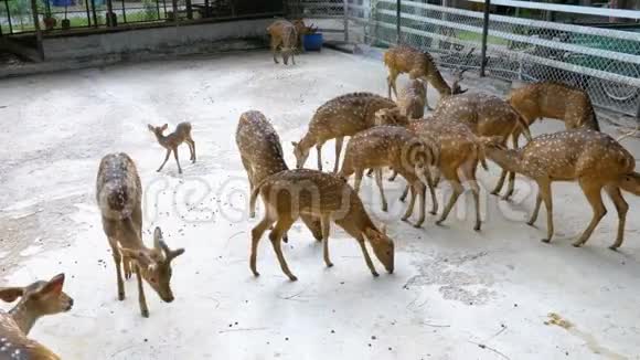 动物园笼子里的日本鹿老虎公园芭堤雅泰国视频的预览图