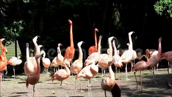 公园里的粉色火烈鸟视频的预览图