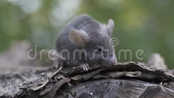 小老鼠坐在树干上环顾四周视频的预览图
