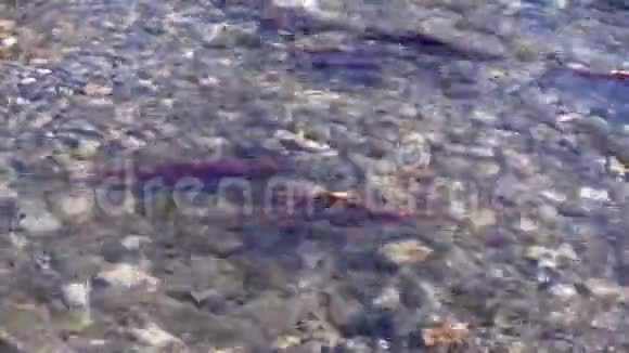 亚当斯河产卵红鲑公元前4K超高清视频的预览图