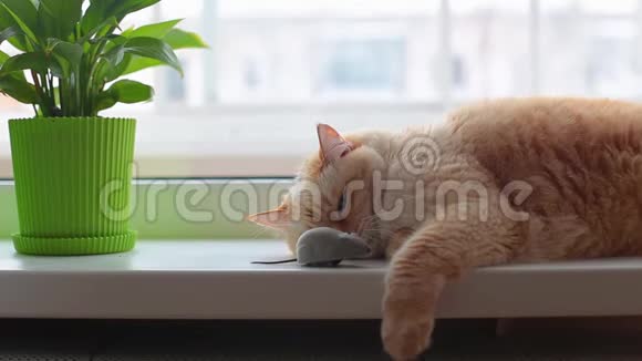 巨大的白色红猫懒洋洋地躺在灰色玩具老鼠旁边的窗台上视频的预览图