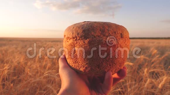 麦粒落在农民手中的面包上覆盖在一片麦田上成熟的谷物倒在美味的面包上视频的预览图