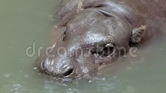 河马在大自然中游泳视频的预览图